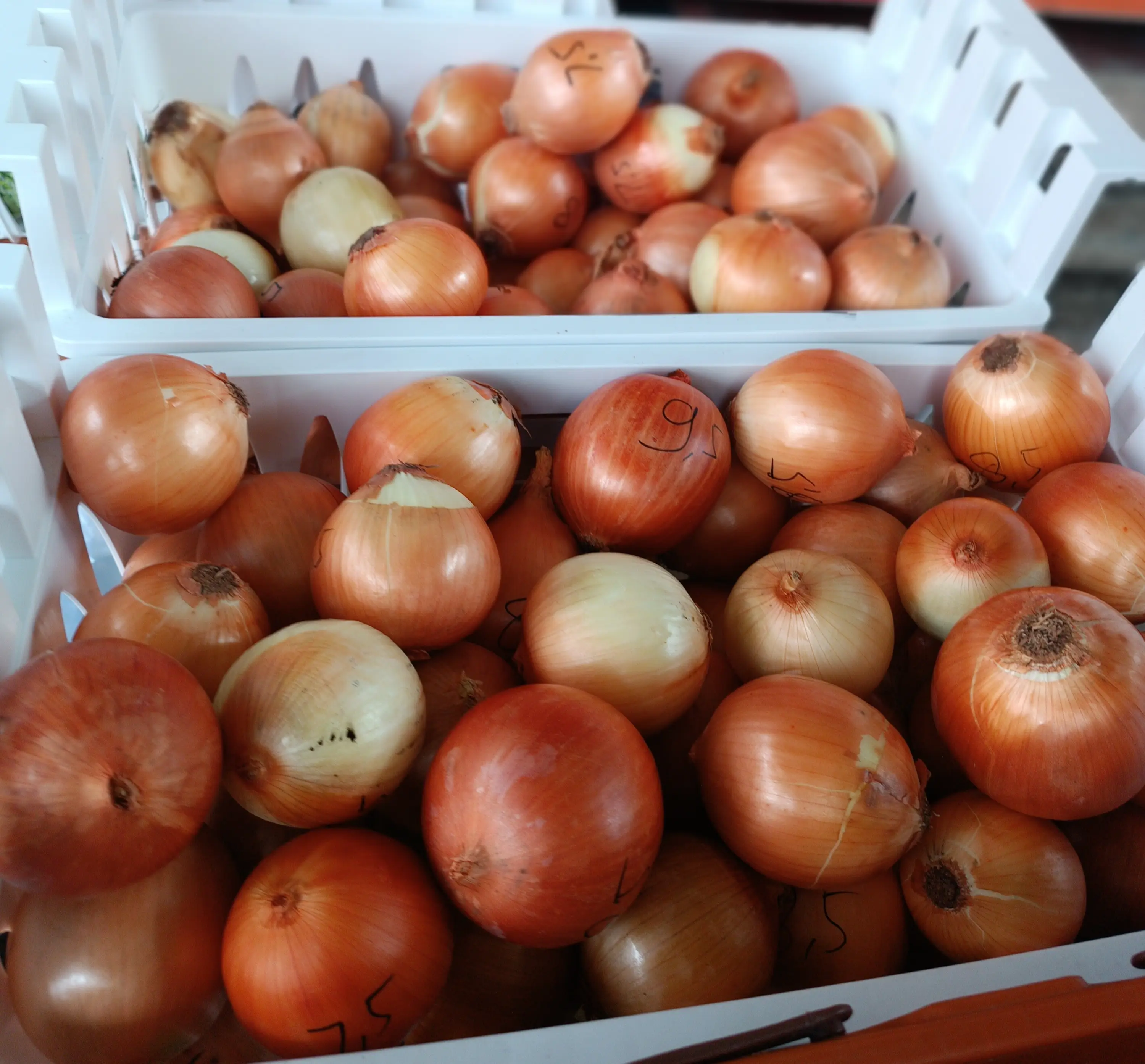 Bombay bijian harga 3.500